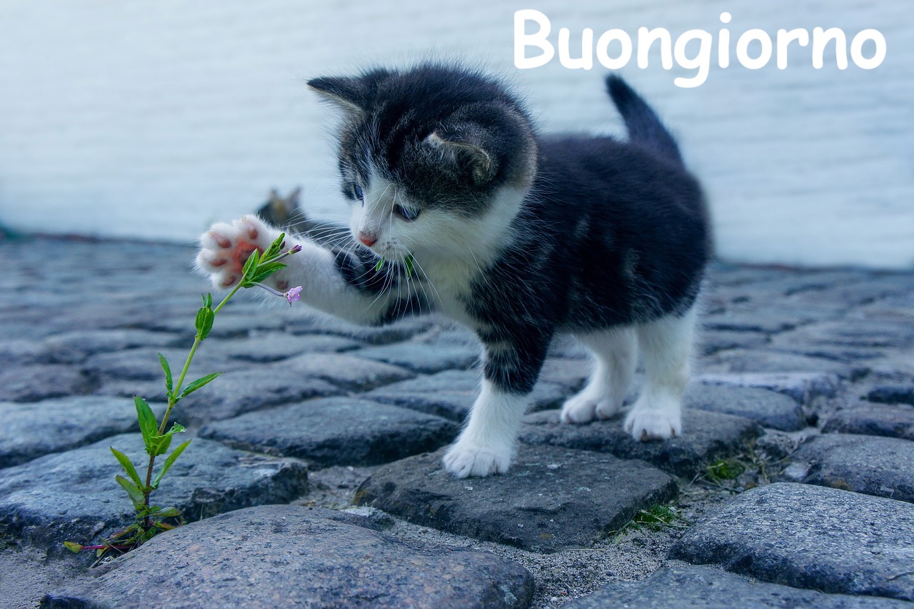 gattino bianconero che gioca con un fiore in una strada in pietra  